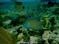 Blue Angle Fish and Stop light Parrot fish passing through by Steven Daniel 